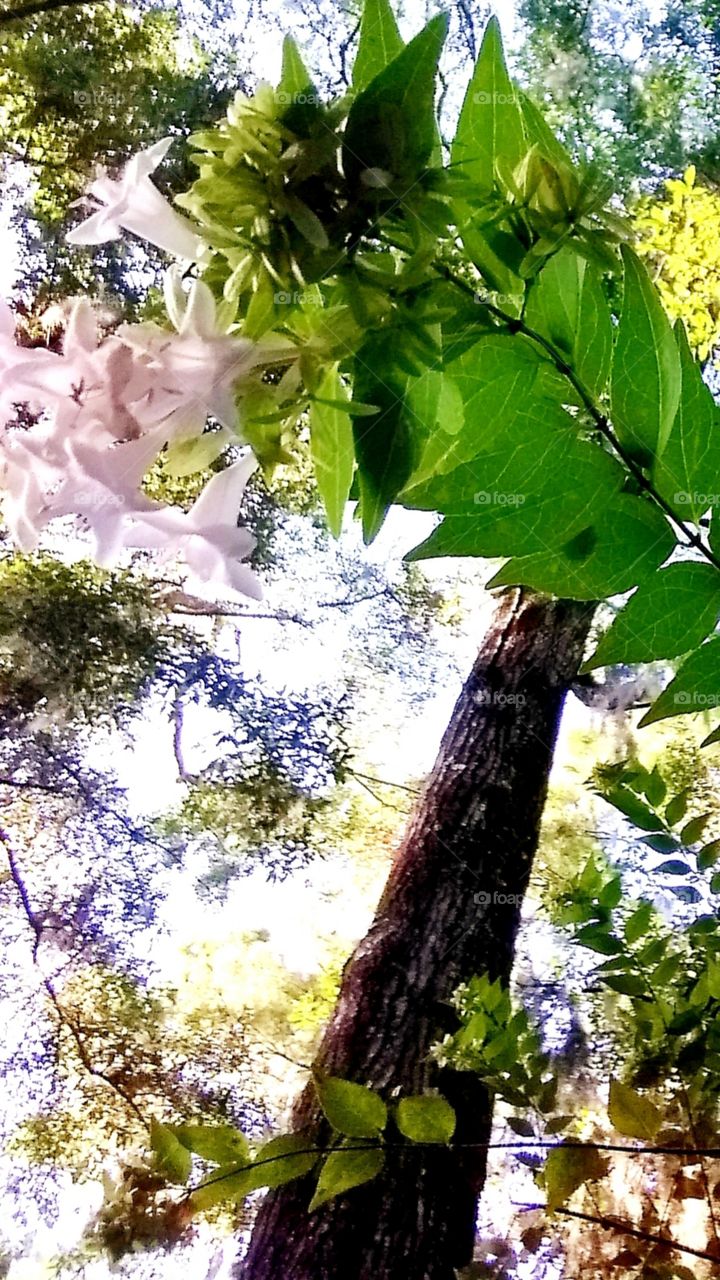 September sunshine through the trees and flowers