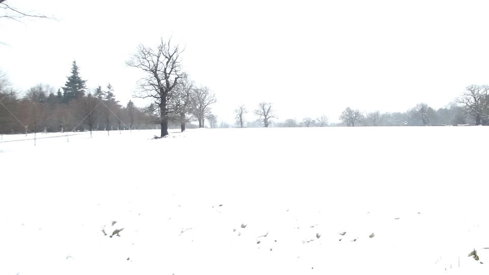 Winter, Snow, Tree, Landscape, Cold