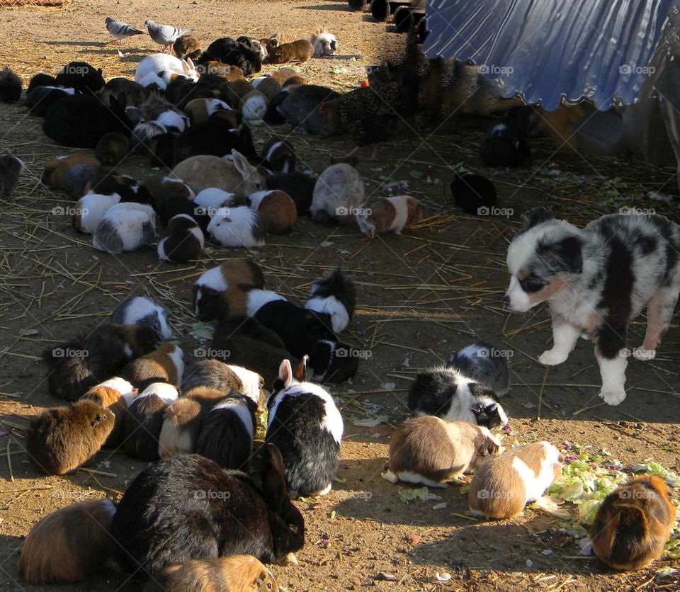Herding Guinea pigs - special miniature herding dog