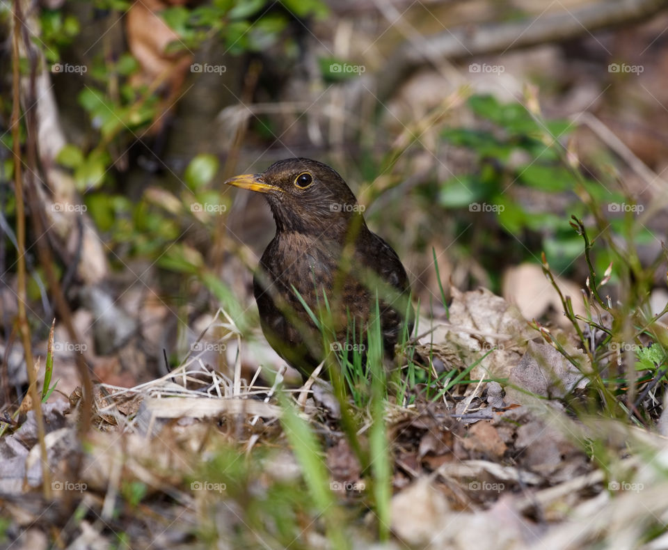 Blackbird in the middle of plain undergrowth of the early spring Finnish nature in Helsinki, Finland on 14 May 2017.