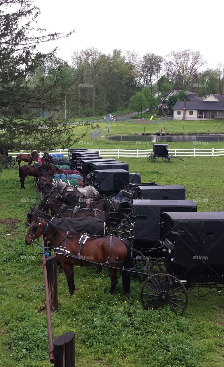 Amish Life