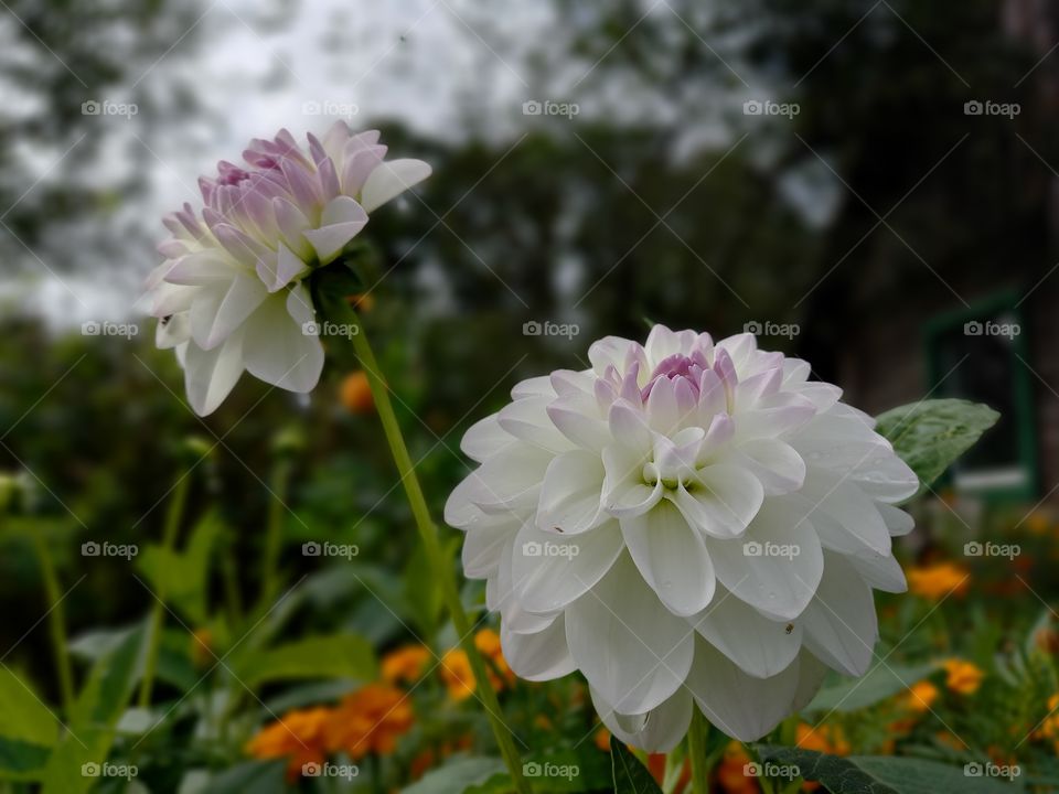 white dahlia