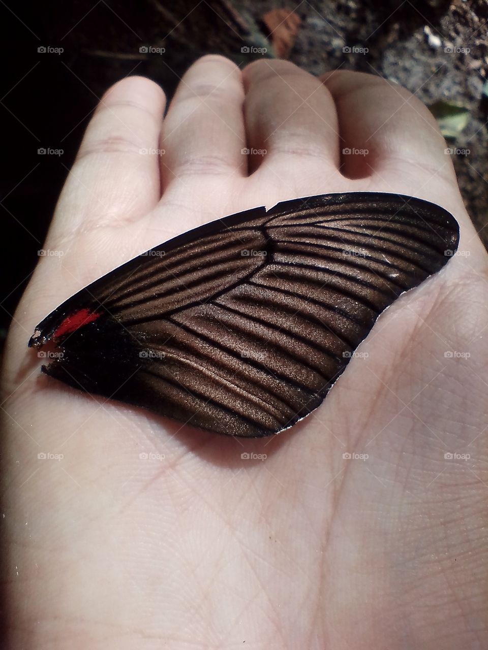 Broken wing on hand