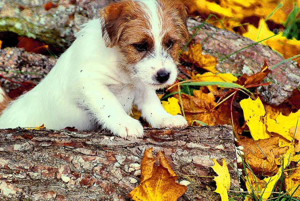 Autumn puppy