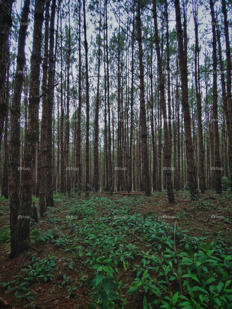 A wood of pine in Da Lat, Vietnam