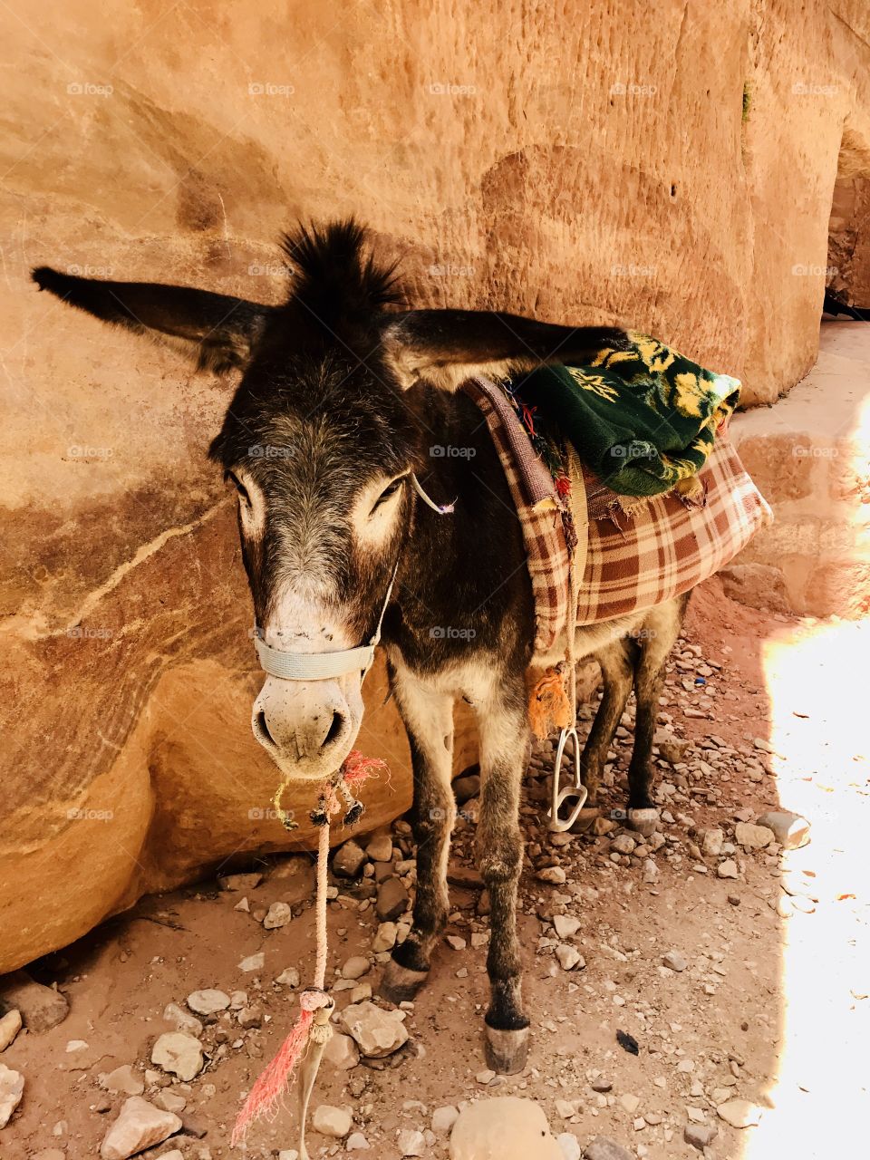 A donkey Looking tiede
