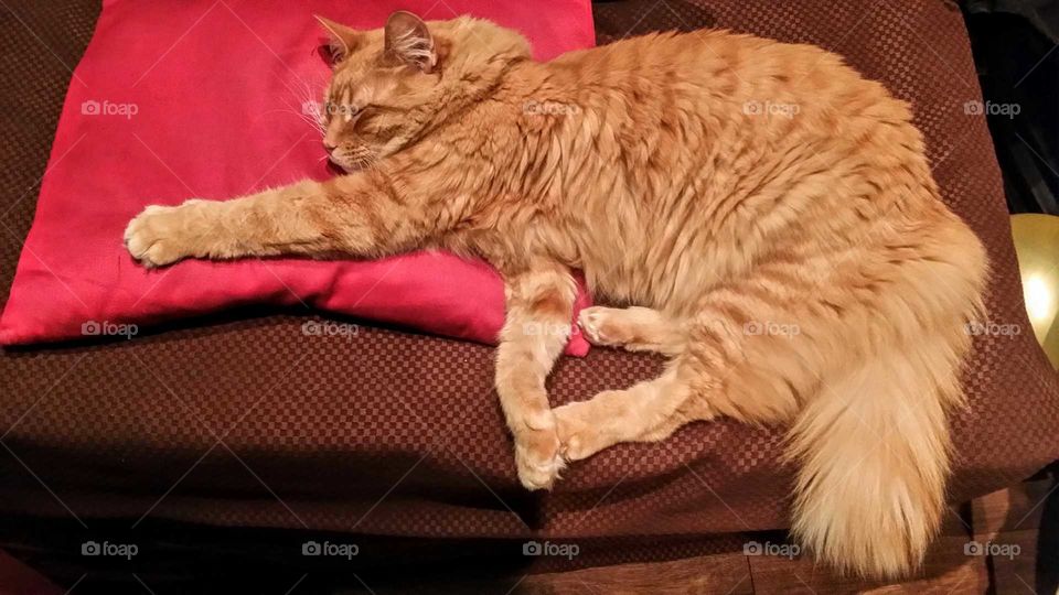 Orange long-haired cat that sleeps with elonged legs