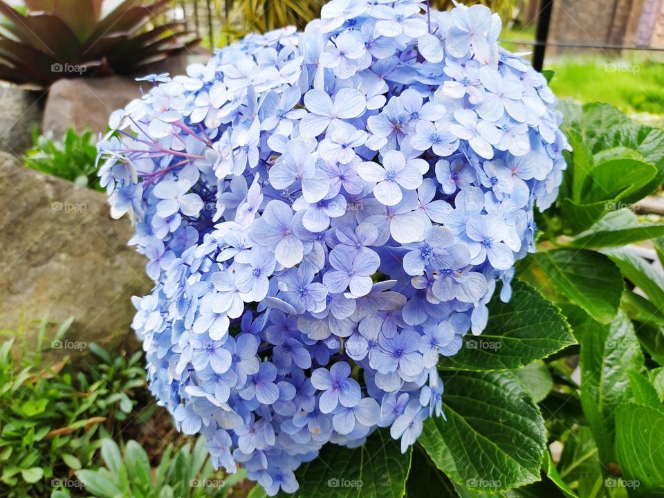 Blue Hortensia flower with the scientific name Hydrangea macrophylla grows beautifully in the garden