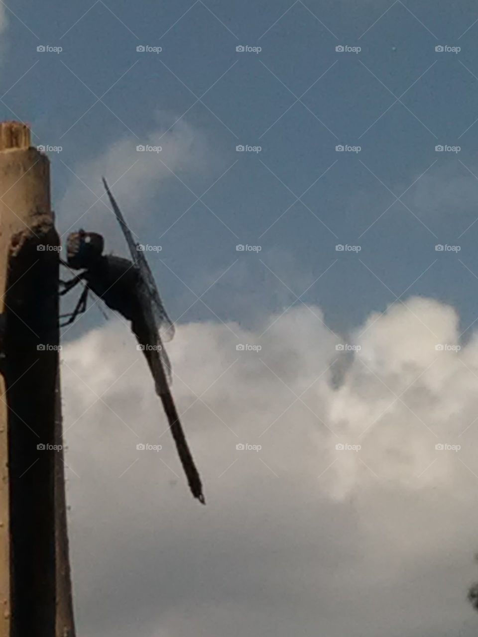 When it is alive and young, then it is very rare that one place does not stay.