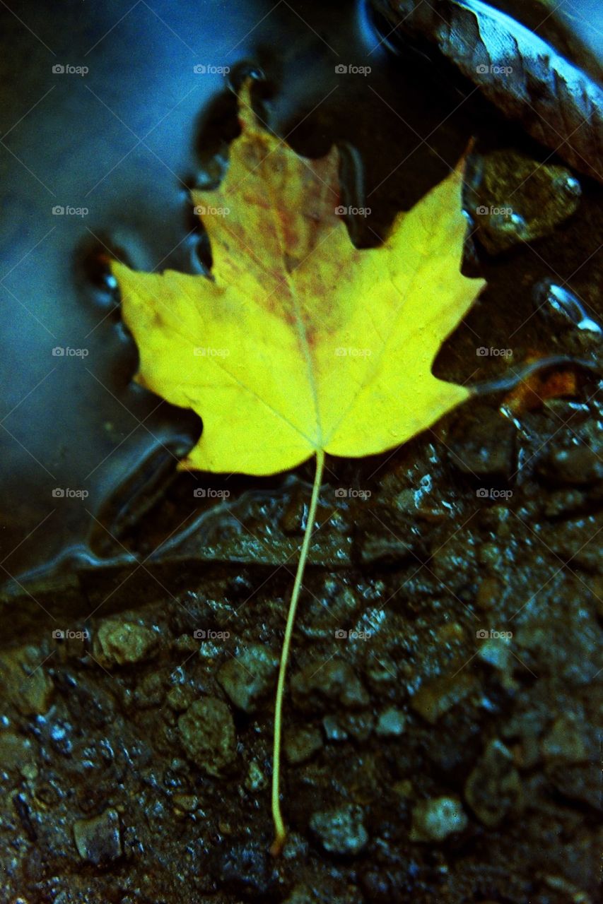 Yellow Leaf