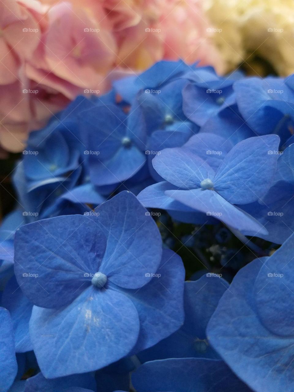 Blue hydrangea