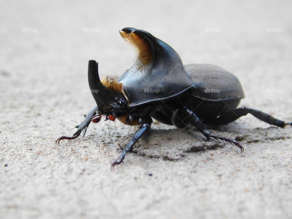 Rhinoceros beetle // Chascomus , Argentina // Nikon Coolpix B500