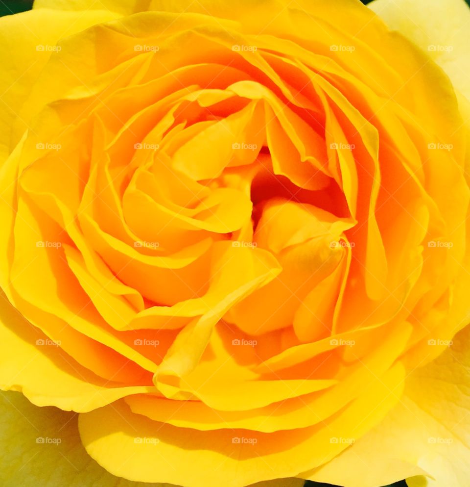 Yellow rose 