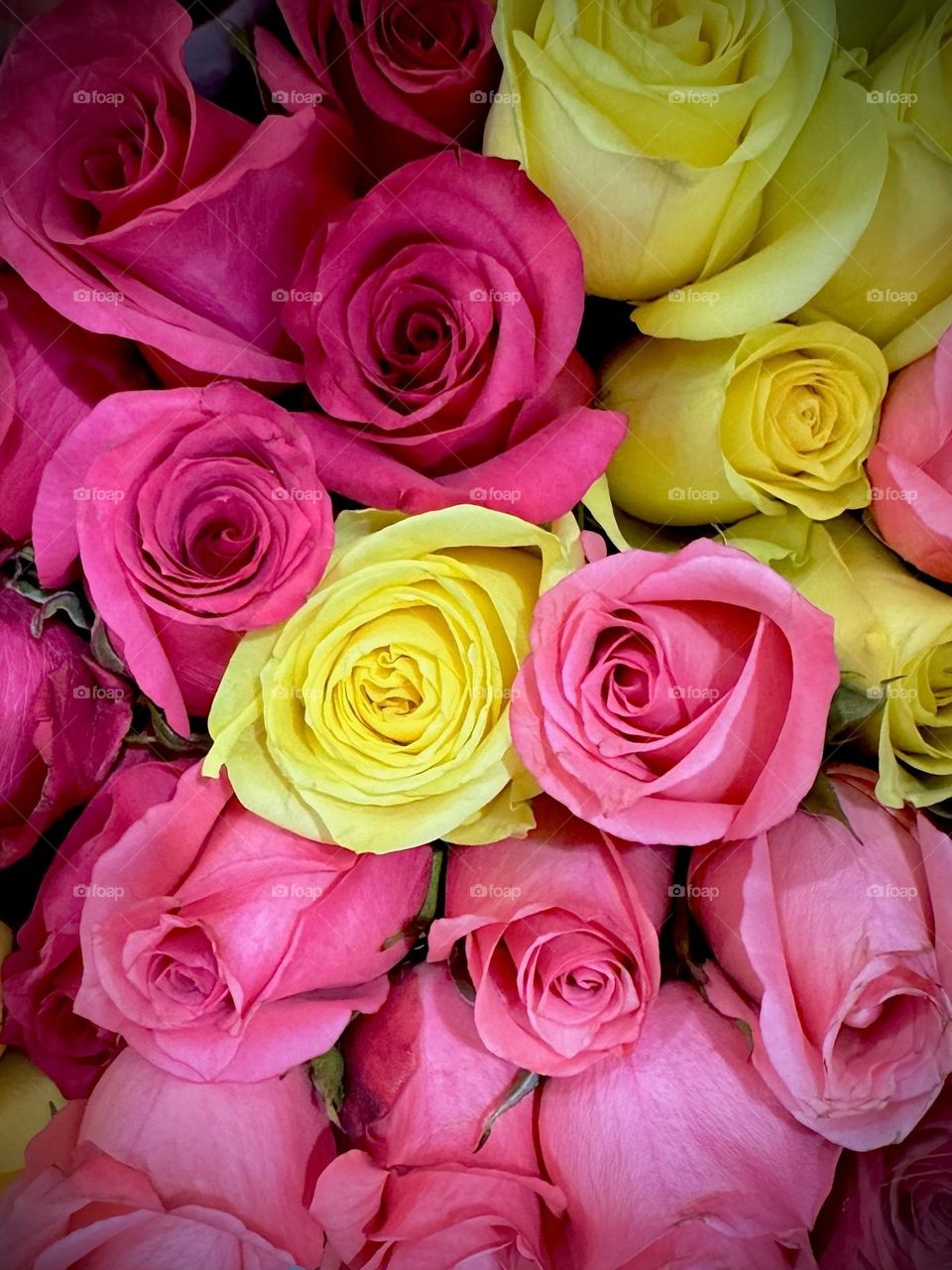 Vivid roses bursting with bright colors.
