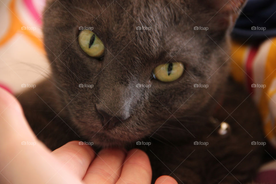 cat mammals love eyes by gilg