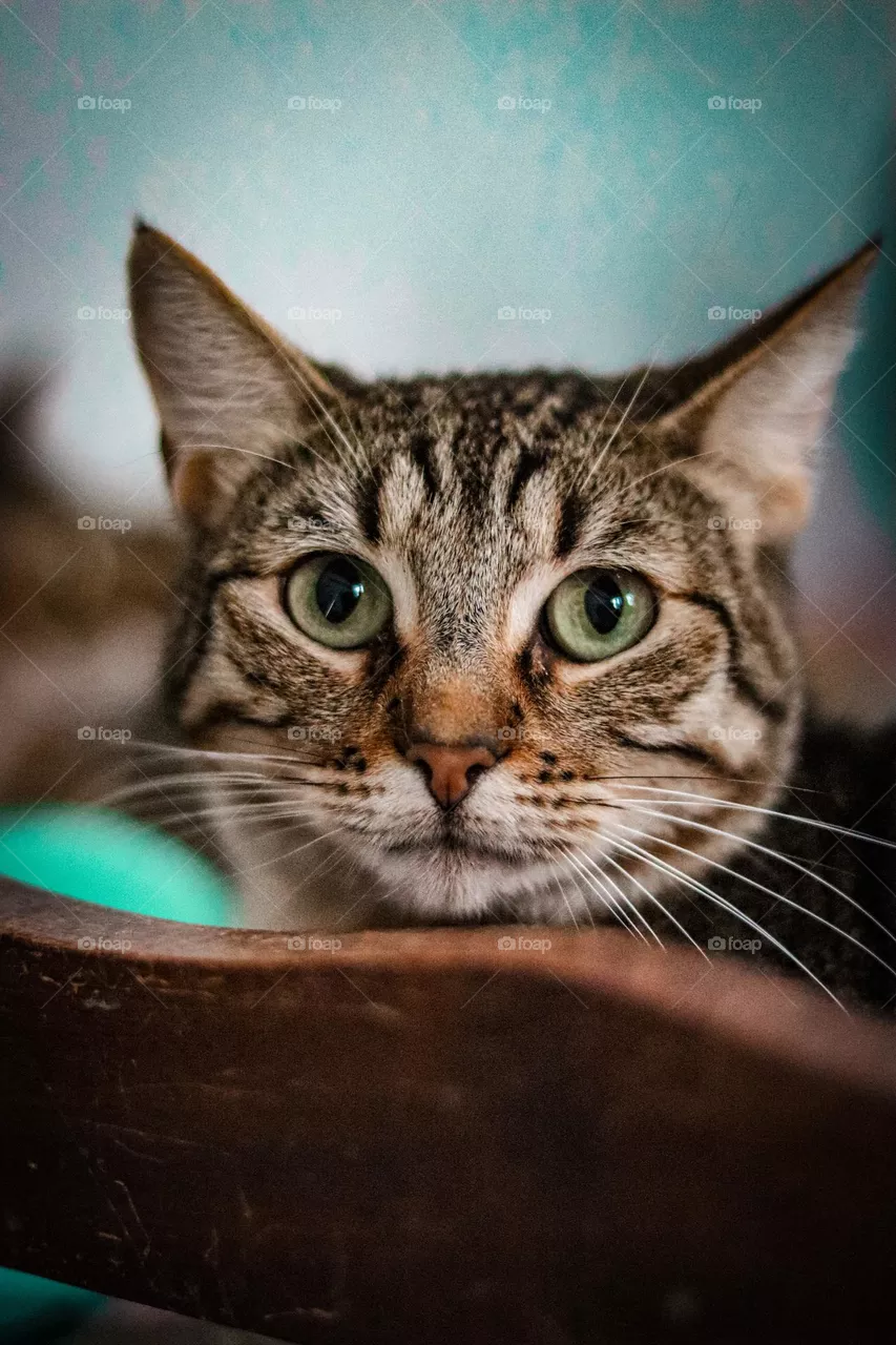 Green eyes cat