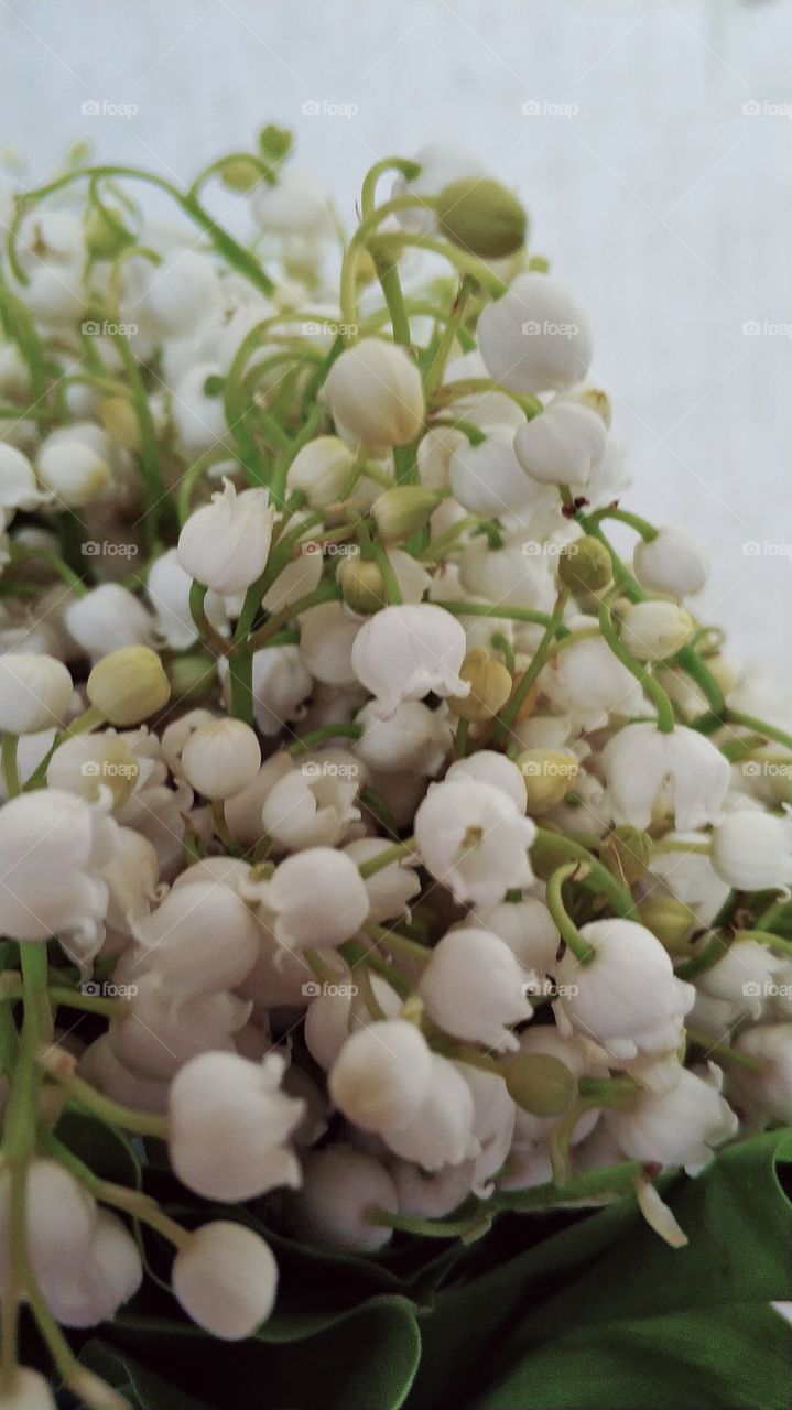 lily of the valley
