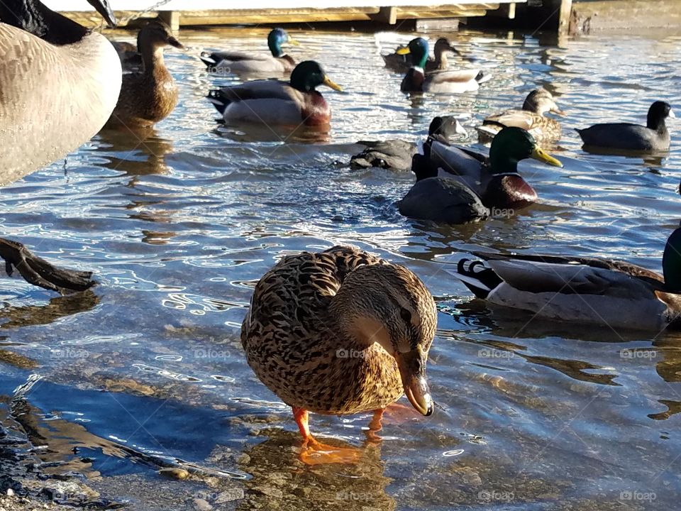 closeup of spotted duck with crooked feet among other birds at waters edge