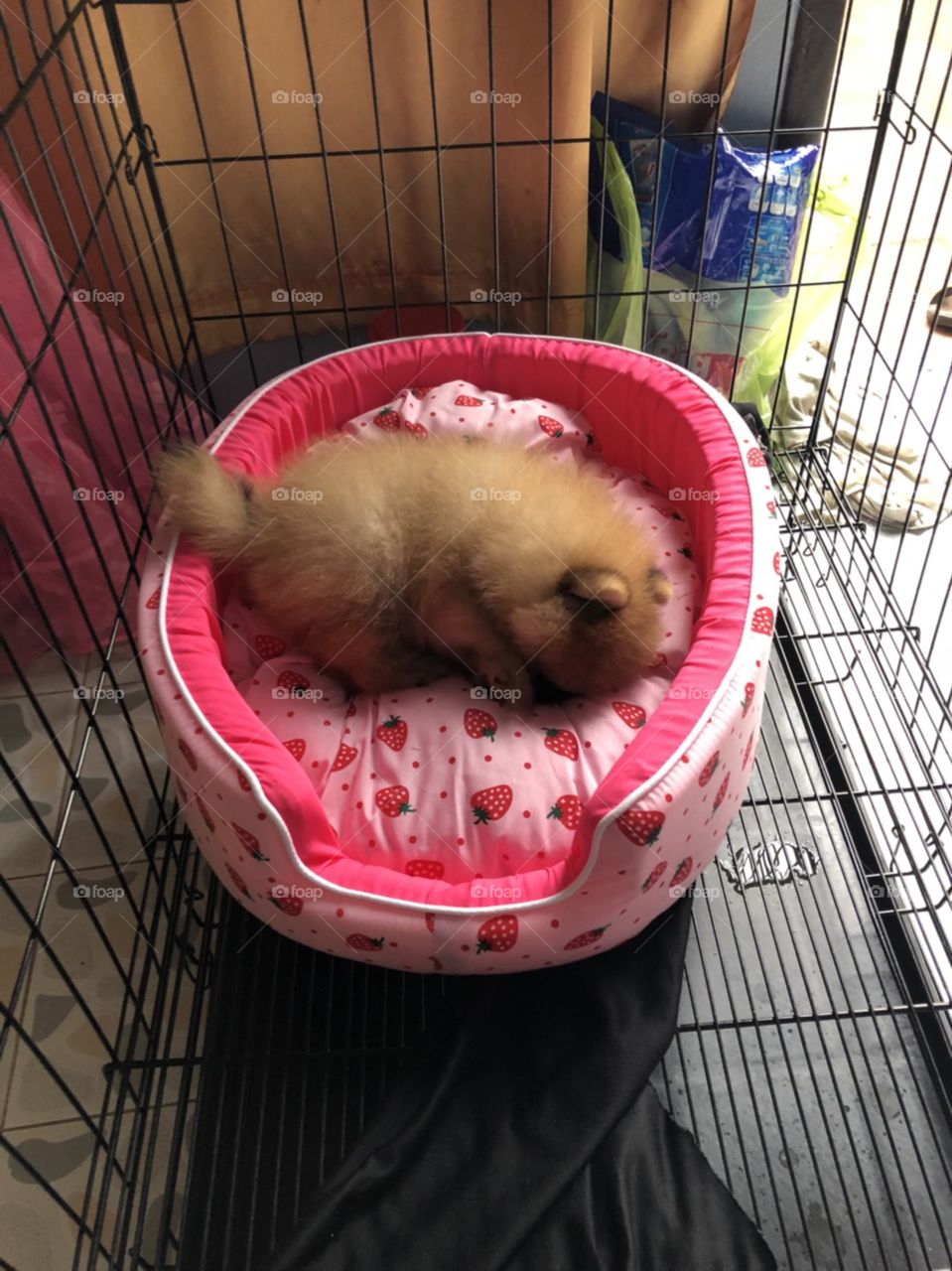 small lovely puppy "pomeranian" lieing on his stomach on his pink bed.