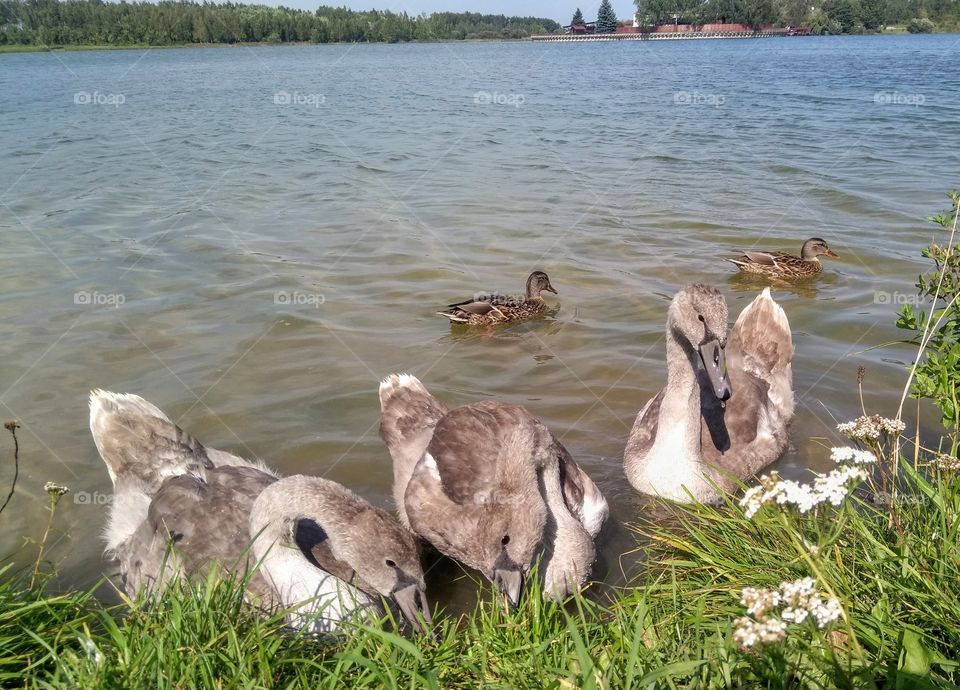 swans family on a lake summer landscape