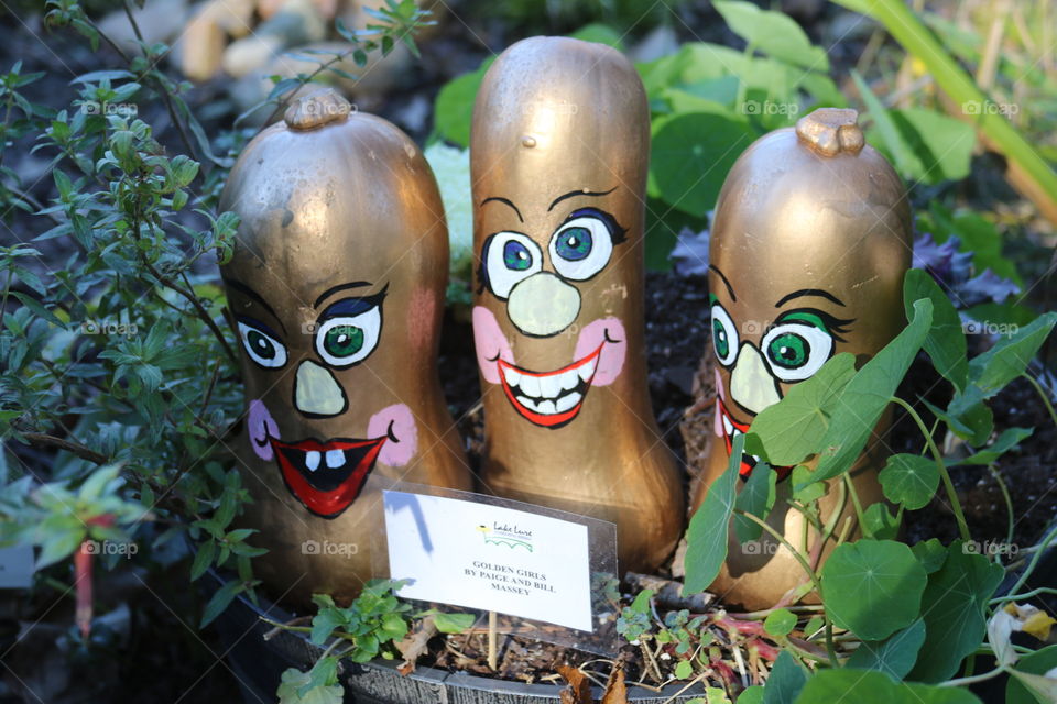 Funny golden gourds