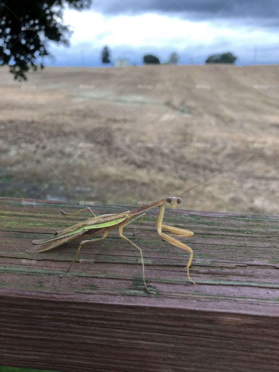 Praying mantis 