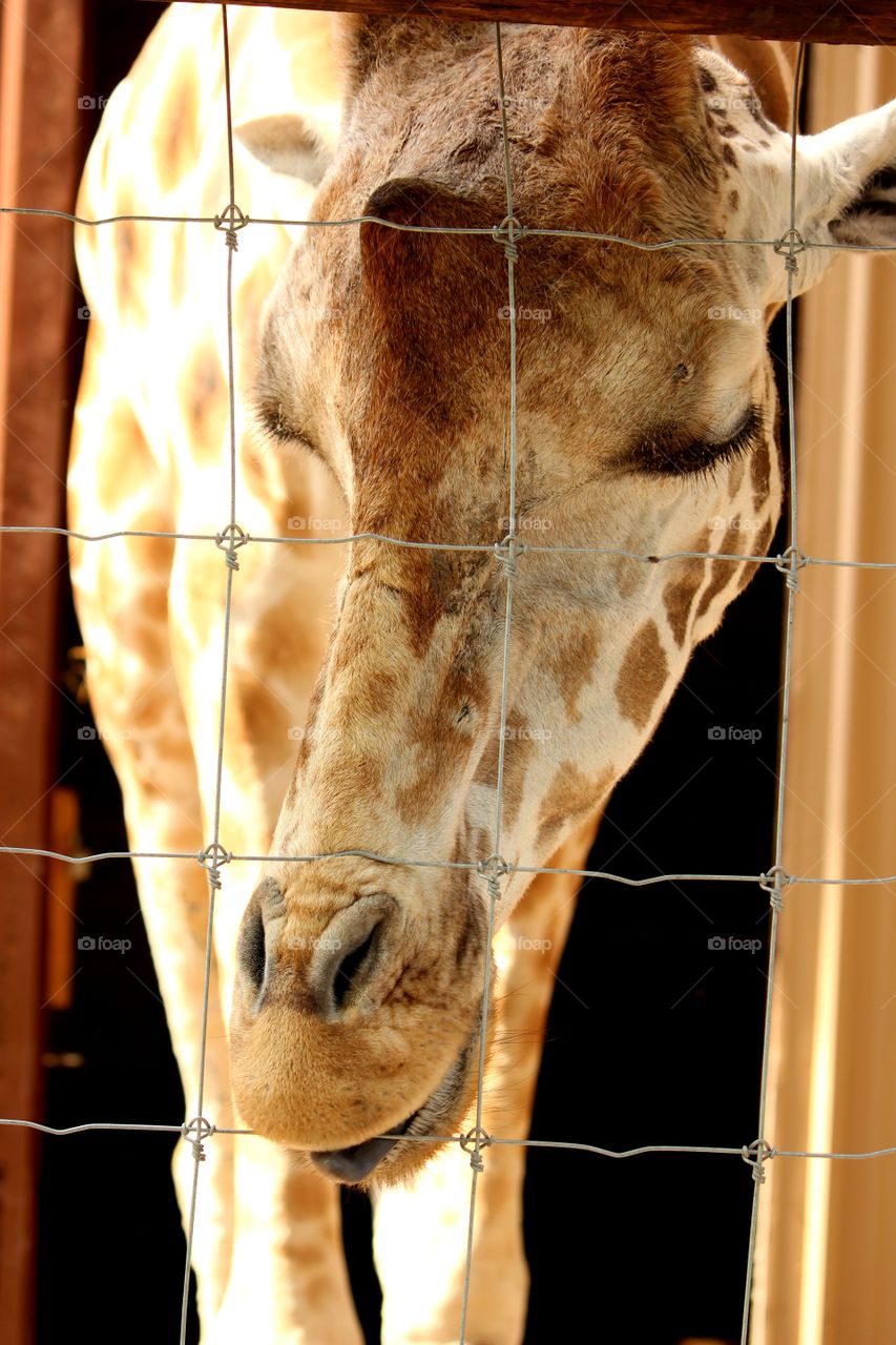 giraffe face