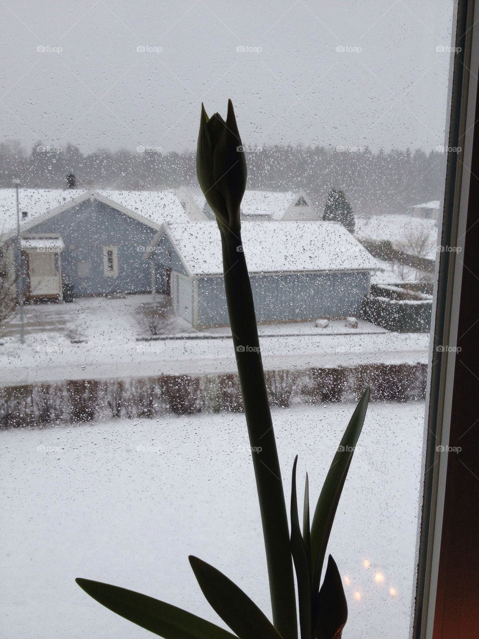 snow winter windows amaryllis by liselott