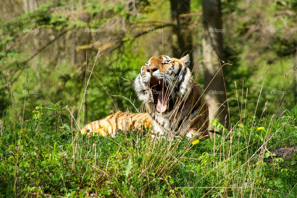 maribo nature animal tiger by frydendal