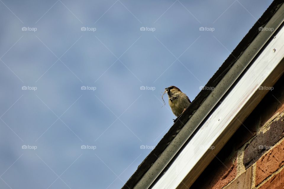 Passer Domesticus - house sparrow - holding nest building material in beak 