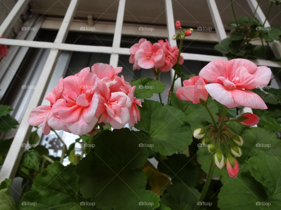 Window flowers