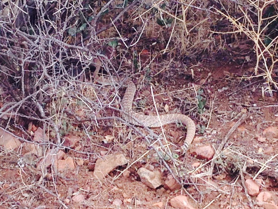 Nature, Snake, Tree, Outdoors, Wildlife