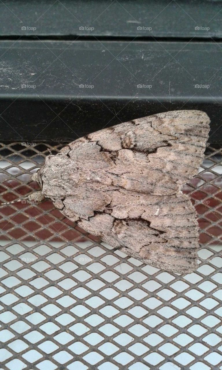 Camo moth