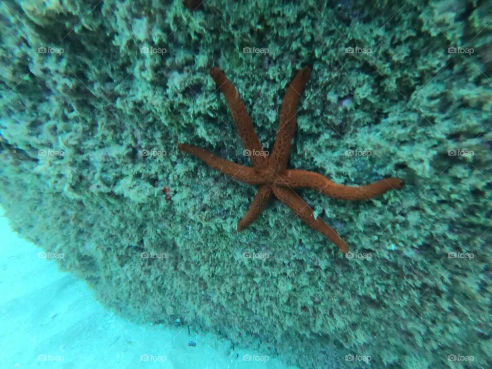 starfish