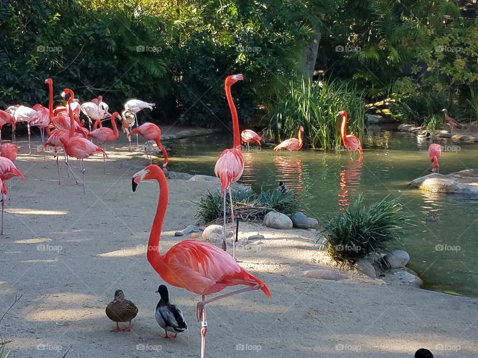 Group of flamingo near riverside