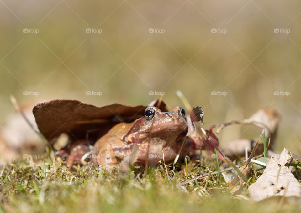Close-up of a brown frog in a grass lawn with pine needles and a dry leaf on sunny spring afternoon in Southern Finland.
