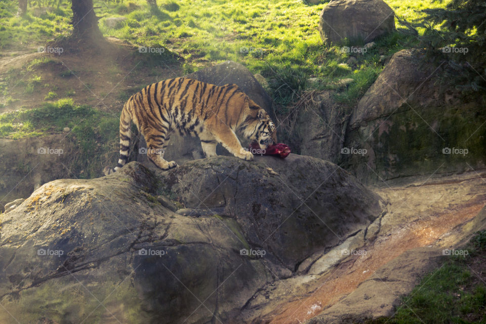 tiger lunch