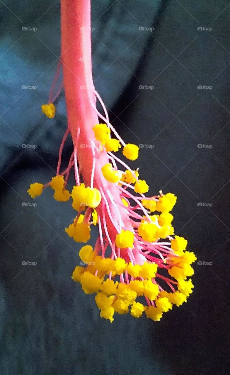 Macro shot of flower stamen