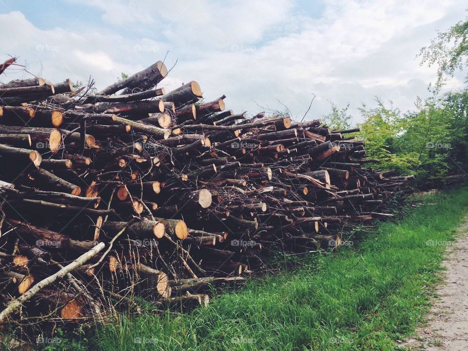 Close-up of firewood