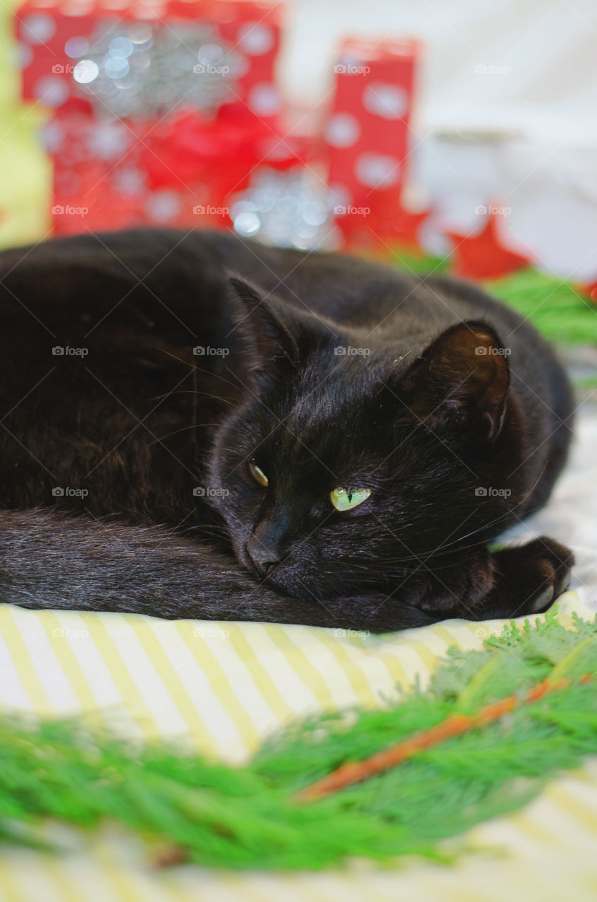 Background of the black cat with green eyes sitting and relaxing near Christmas decorations and pine branches at home. Christmas card. Winter card.