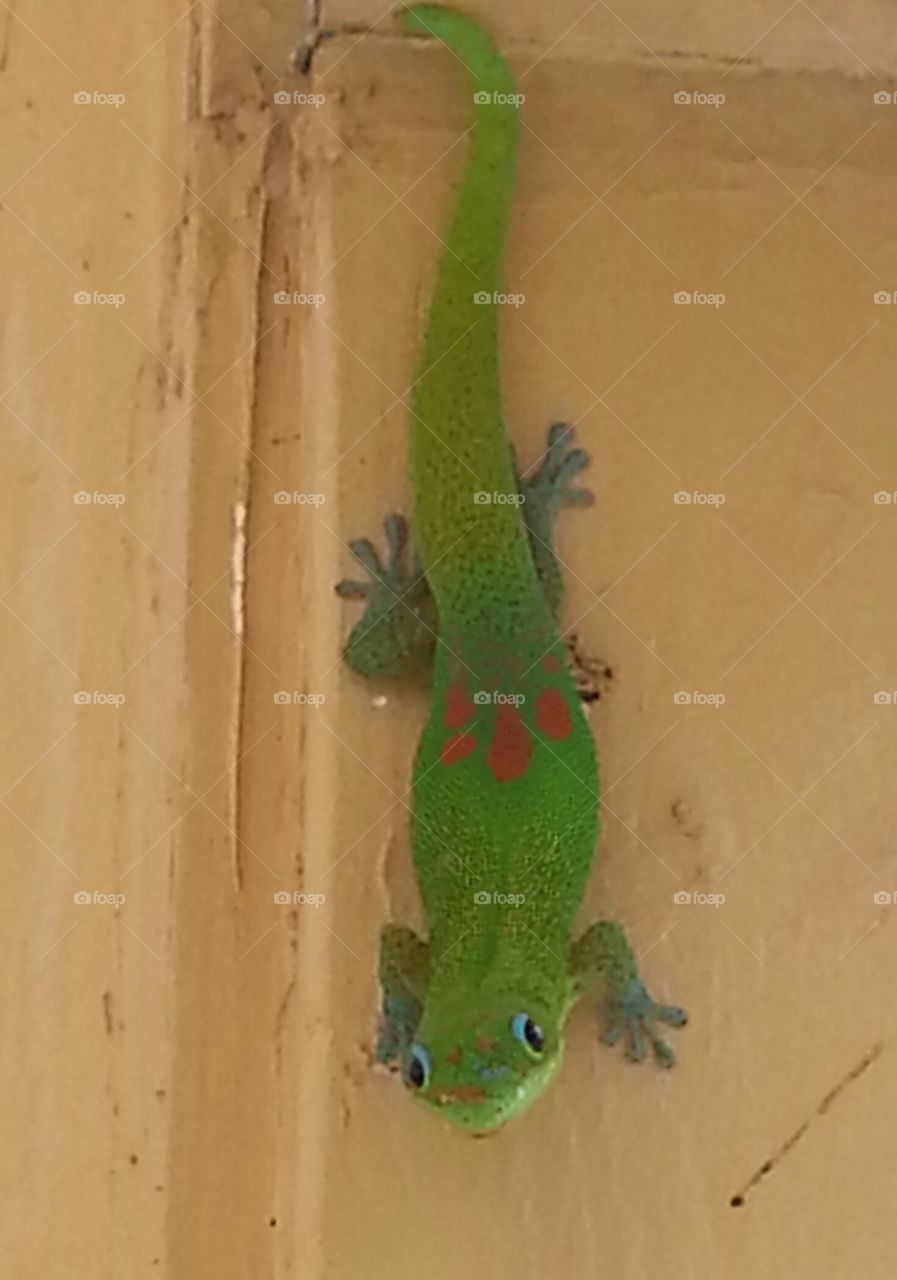 Gecko