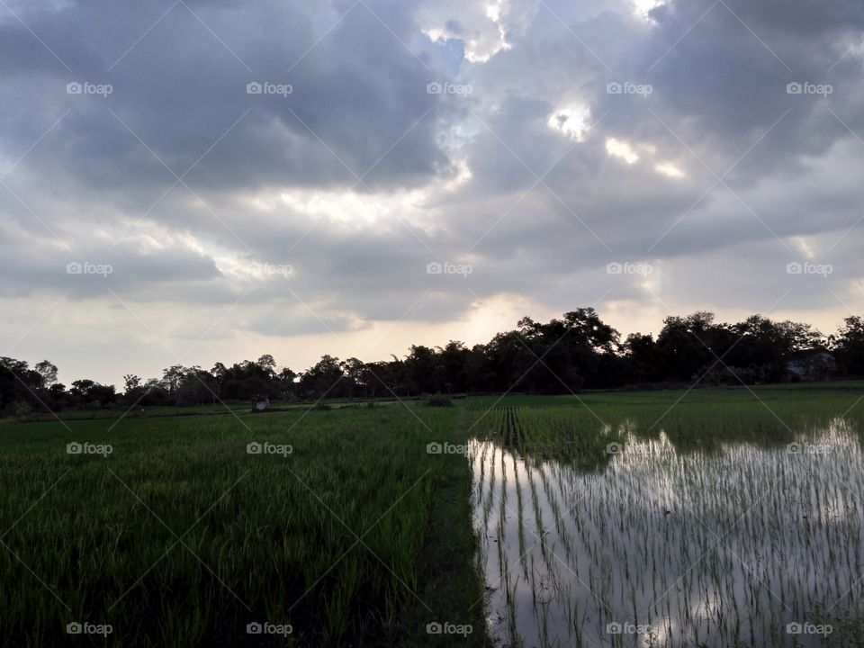 Rice field