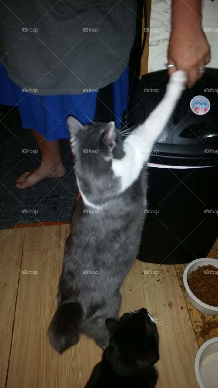 Kitty wants his dinner
