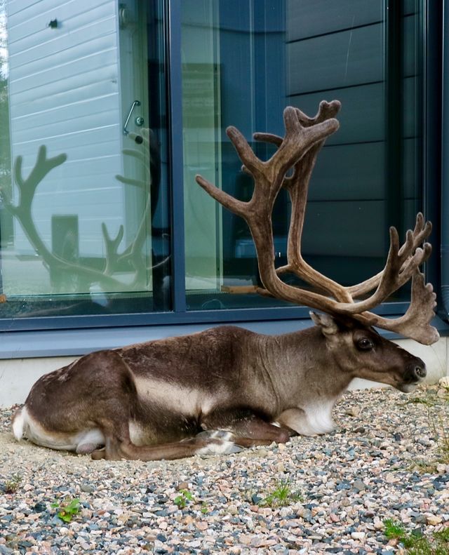 Reindeer rests in the shade