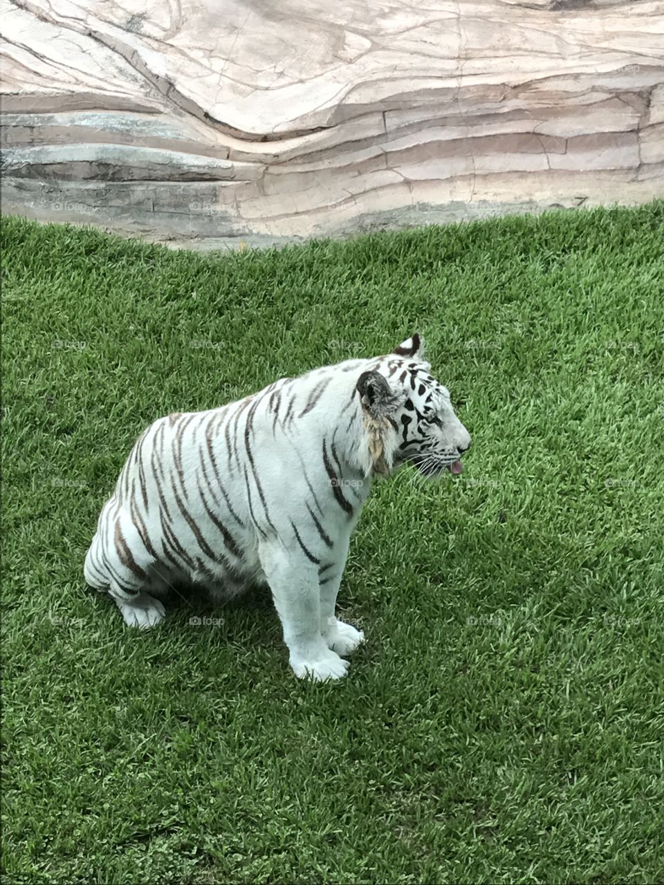 White tiger