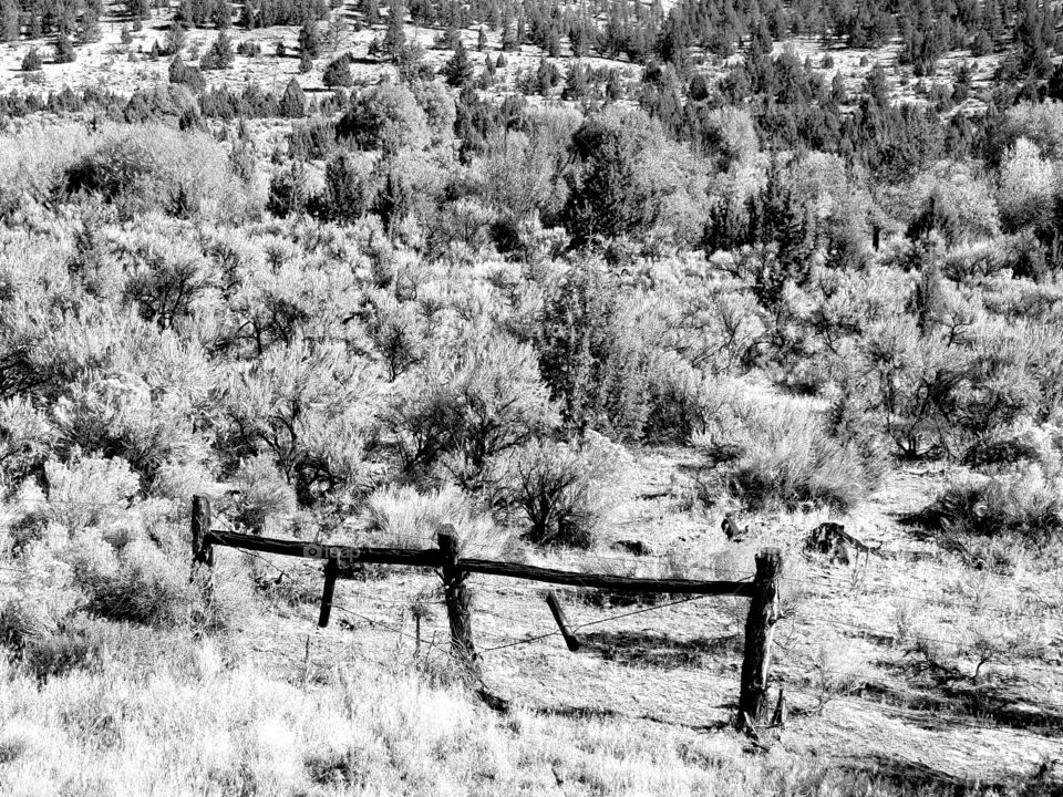 An old wooden fence in a rugged Central Oregon landscape with rabbit brush and trees in glorious black and white and juniper trees in the rural countryside