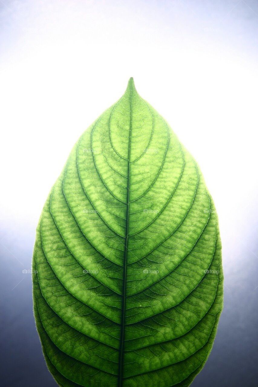 Green leaf