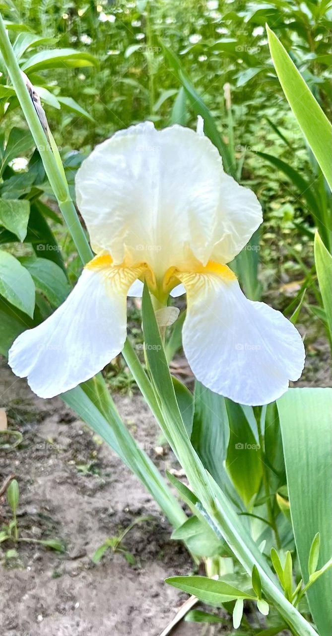 Iris whitish