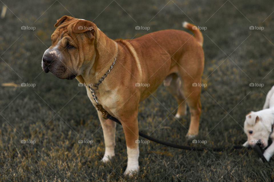 Dog standing on grass