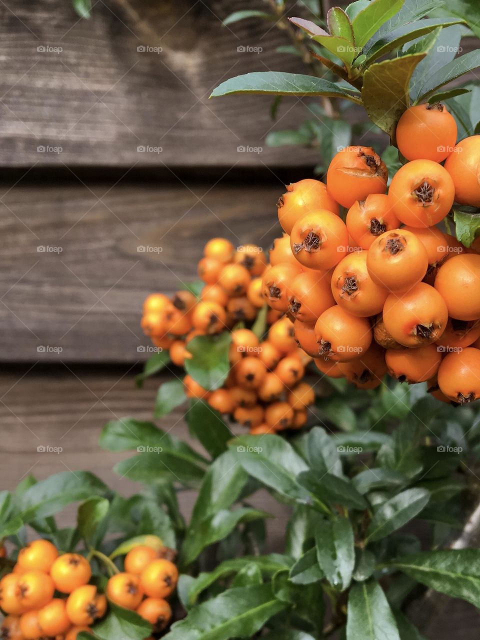 orange sea buckthorn berries on a wooden fence background